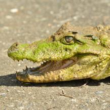 RESCATAN DOS BABILLAS ATRAPADAS EN PISCINA ABANDONADA EN OBANDO