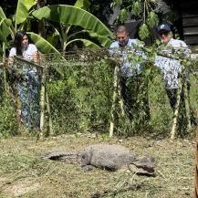 CAIMÁN ‘LA ÑATA’ Y OTRAS ESPECIES RESCATADAS COMIENZAN UNA NUEVA VIDA GRACIAS AL EQUIPO DE FAUNA SILVESTRE DE LA CVC