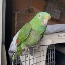 TRAS TREINTA AÑOS EN CAUTIVERIO, UN LORO VUELVE A TENER ESPERANZA DE LIBERTAD