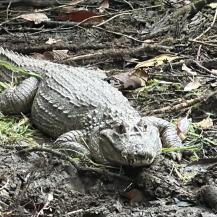 UN REGRESO TRIUNFAL: BABILLAS, TORTUGAS Y SERPIENTES RECUPERAN LA LIBERTAD EN BUENAVENTURA