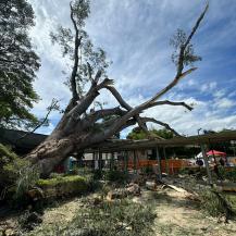 CLUB GUADALAJARA DE COMFENALCO, EN BUGA, DEBE REALIZAR TRÁMITE DE APROVECHAMIENTO FORESTAL PARA GARANTIZAR SEGURIDAD CON SU ARBOLADO: CVC 