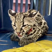 TIGRILLO USADO COMO MASCOTA ESCAPA Y APARECE EN VIVIENDA EN EL VALLE DEL CAUCA