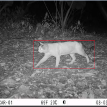 LLAMADO A LA TENENCIA RESPONSABLE DE MASCOTAS, ANTE ATAQUES A FAUNA SILVESTRE