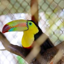 HALLAN SEIS GUACAMAYAS, UN TITÍ CABECIBLANCO Y UN TUCÁN EN UNA FINCA EN DAGUA