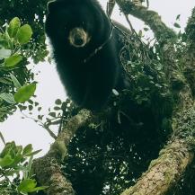 OSO DE ANTEOJOS FUE AVISTADO EN ZONA RURAL DE PALMIRA