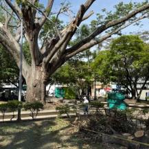 CVC EVALÚA EL ESTADO DE ALGUNOS ÁRBOLES EN LA PLAZA BOLÍVAR DE CARTAGO