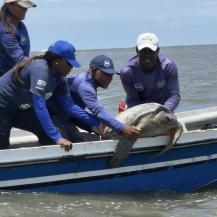 SE LIBERARON CINCUENTA NEONATOS DE TORTUGA MARINA Y UN EJEMPLAR ADULTO