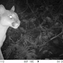 PUMAS, TIGRILLOS Y ZORROS IMÁGENES DE FAUNA QUE REGISTRAN CÁMARAS EN EL VALLE