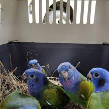 VEINTINUEVE INDIVIDUOS DE FAUNA SILVESTRE FUERON LIBERADOS EN ZONA RURAL DE PALMIRA