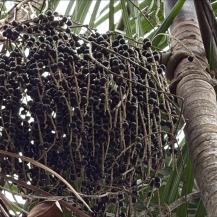 NAIDICEROS DEL PACÍFICO, UN NEGOCIO VERDE QUE COMBINA TRADICIÓN Y ECONOMÍA