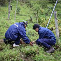 CADA ÁRBOL, UNA PROMESA. MÁS DE 7.500 FUERON SEMBRADOS EN EL CENTRO DEL VALLE