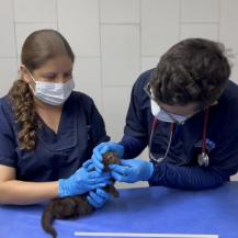 YAGUARUNDÍ RESCATADO EN CARTAGO SE ENCUENTRA EN ÓPTIMAS CONDICIONES DE SALUD