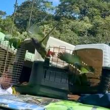 18 LORAS CABECIAZUL REGRESARON A LA NATURALEZA