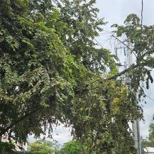 CVC ACLARA COMPETENCIAS EN EL MANEJO DE ÁRBOLES EN PALMIRA  