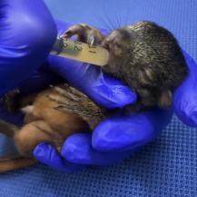 LA CVC BRINDA CUIDADO Y REFUGIO A UNA PEQUEÑA ARDILLA HALLADA EN EL BOSQUE