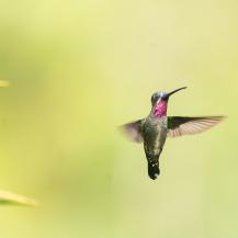 COLOMBIA BIRDFAIR 2026 ABRE SUS PUERTAS AL PÚBLICO EN GENERAL CON ACTIVIDADES GRATUITAS PARA TODAS LAS EDADES