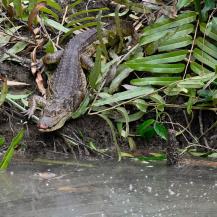 LA CVC CONTINÚA DEVOLVIENDO VIDA SILVESTRE A SU HÁBITAT NATURAL EN EL VALLE DEL CAUCA