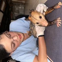 ZARIGÜEYA HERIDA EN BUGA RECIBE ATENCIÓN ESPECIALIZADA DE LA CVC