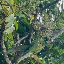 VUELVEN AL BOSQUE: 14 AVES SILVESTRES RECUPERAN SU LIBERTAD EN EL NORTE DEL VALLE