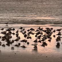 ORGANIZACIONES COMUNITARIAS DE BUENAVENTURA HICIERON PARTE DE PROYECTO DE AVES PLAYERAS MIGRATORIAS