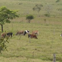 FINCA GANADERA EN YOTOCO SE CONVIERTE EN MODELO DE PROTECCIÓN DE NACIMIENTOS DE AGUA