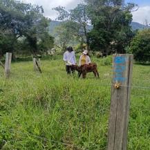 TRABAJOS EN PREDIOS AFECTADOS POR ATAQUE DE FELINOS APUESTAN POR LA COEXISTENCIA