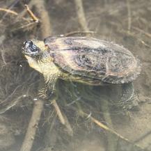 QUE LA SEMANA SANTA NO SEA EL VIACRUCIS PARA LA FAUNA SILVESTRE  