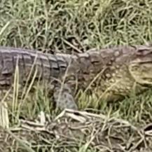 BABILLA AVISTADA EN ZONA RURAL DE BUGALAGRANDE SE ENCUENTRA EN CONDICIONES ADECUADAS