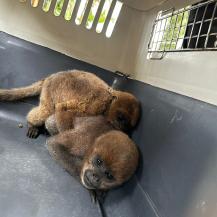 RESCATADOS NUEVE ANIMALES SILVESTRES QUE PERMANECÍAN CAUTIVOS EN CALIMA EL DARIÉN