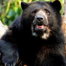EL VALLE DEL CAUCA LE ABRE LAS PUERTAS AL PRIMER FESTIVAL DEL OSO ANDINO