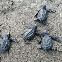 CONOZCA LA GUÍA DE TORTUGAS MARINAS DEL VALLE DEL CAUCA