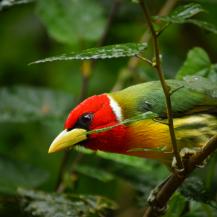 MAÑANA SÁBADO: OBSERVA AVES, REGÍSTRALAS Y HAZ PARTE DEL GLOBAL BIG DAY