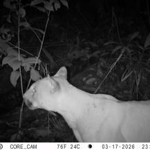 CINCO ESPECIES DE FELINOS SILVESTRES FUERON REGISTRADAS EN BUENAVENTURA GRACIAS A LA RED OTUS DE CÁMARAS TRAMPA
