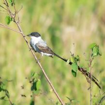VALLE DEL CAUCA BRILLÓ EN EL GLOBAL BIG DAY CON 643 ESPECIES DE AVES REGISTRADAS