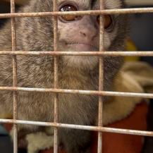 UNA DENUNCIA CIUDADANA DESTAPÓ TENENCIA ILEGAL DE DOS ANIMALES SILVESTRES EN UNA VIVIENDA DE BUGA