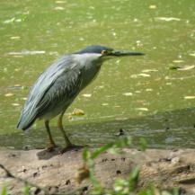 CARTAGO SE CONSOLIDÓ COMO TERRITORIO DE AVES, GRACIAS A CENSO INTERNACIONAL