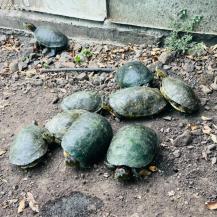 CVC RESCATÓ A 37 TORTUGAS EN ZONA RURAL DE CARTAGO