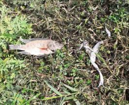 ALERTA POR MORTANDAD DE PECES Y RANAS EN HUMEDAL DEL POBLADO CAMPESTRE EN CANDELARIA
