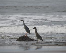 SE REFUERZA EL MONITOREO DE AVES EN BUENAVENTURA
