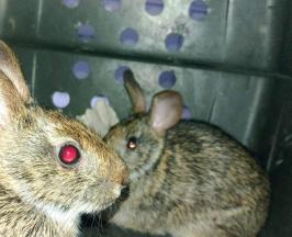 ANIMALES COMO CONEJOS DE MONTE Y TORTUGAS FUERON ENTREGADOS EN RESTREPO