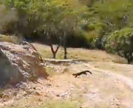 CVC INSPECCIONÓ PREDIOS DONDE FUE AVISTADA UNA TAYRA