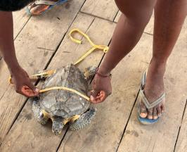 DESCUBREN TORTUGA CAREY JUVENIL EN EL RÍO CAJAMBRE 
