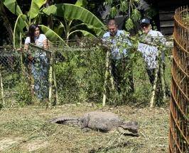 CAIMÁN ‘LA ÑATA’ Y OTRAS ESPECIES RESCATADAS COMIENZAN UNA NUEVA VIDA GRACIAS AL EQUIPO DE FAUNA SILVESTRE DE LA CVC