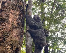 PEREZOSO FUE HALLADO DENTRO DE BOLSA DE BASURA Y VOLVIO A LA LIBERTAD