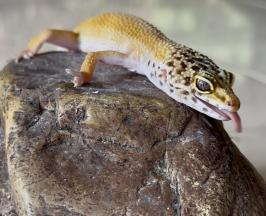 EL GECKO LEOPARDO Y EL ERROR COMÚN DE QUERERLO COMO MASCOTA
