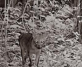 CONOZCA UN VISTAZO SECRETO A LA VIDA SILVESTRE EN LA LAGUNA  DE SONSO