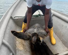 UNA TORTUGA MARINA FUE LIBERADA EN BUENAVENTURA