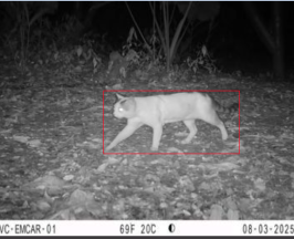 LLAMADO A LA TENENCIA RESPONSABLE DE MASCOTAS, ANTE ATAQUES A FAUNA SILVESTRE