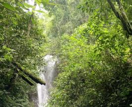 EL CANTO DE LAS AVES DESPIERTA LA CONCIENCIA DE NIÑOS Y JÓVENES EXPLORADORES EN BUGA
