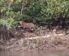 “PROTEGER AL JAGUAR ES PROTEGER LA VIDA”: DIRECTOR DE LA CVC RESPONDE ANTE VIDEO EN BUENAVENTURA